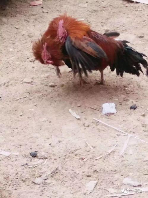 热门爆料公鸡打架视频大全,热门打架视频大全回顾