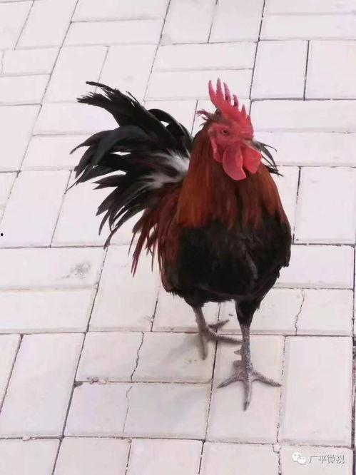 热门爆料公鸡打架视频大全,热门打架视频大全回顾 第3张 热门爆料公鸡打架视频大全,热门打架视频大全回顾 第3张