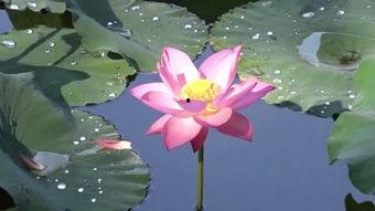 荷花在线观看,一场视觉与心灵的盛宴  第2张