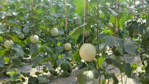 免费吃瓜入口在哪里看,带你轻松解锁美食盛宴  第3张