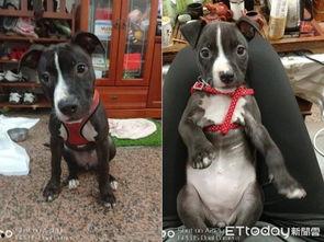 烂脸比特爆料视频,揭秘视频背后的惊人真相