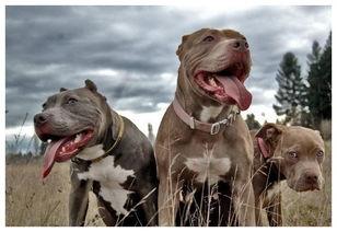 烂脸比特爆料视频,揭秘视频背后的惊人真相 第2张 烂脸比特爆料视频,揭秘视频背后的惊人真相 第2张