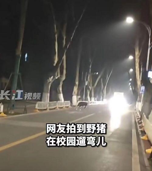 凤凰最新爆料视频,最新爆料视频深度解析  第3张