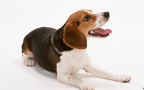 记者爆料快狗事件视频,记者揭露惊人真相  第2张